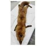 Taxidermy Red Fox Pelt - Alaska Fur Co. Tag