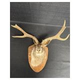 Taxidermy Jackalope Shoulder Mount on wooden