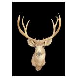 8 Point Mule Deer Mount