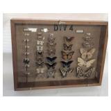 Entomology insect display in wood case w/ glass
