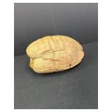 Dried coconut seed pod (?), 10 x 6 x 5in