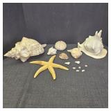 Various Sea Shells & Starfish