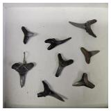(8) Fossilized Shark Teeth