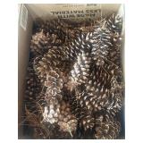 Variety of pinecones
