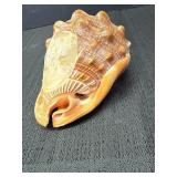 Italian hand carved conch shell, signed, features