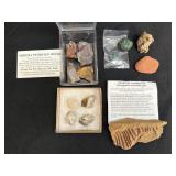 Petrified wood & Zamites sp. or Pekinopteris