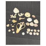 Assorted small seashells, sand dollar, pieces of