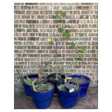 Glazed Terracotta & Ceramic Planters