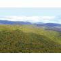 Independence Lumber - 2,395 Acres