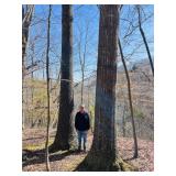 Commercial Timber on Tracts 14, 15 & 22 ONLY