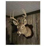 A white tail deer mount