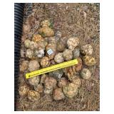 Group of Small Geodes     Located Front Yard