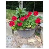 Antique Cast Iron Kettle used as flower pot
