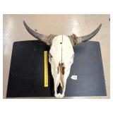 Steer Skull with Horns from Laredo Texas
