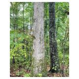 Commercial Timber