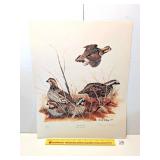 Gene Gray 'Bob White Quail' print; slight bend