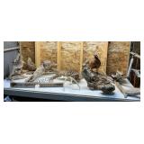 Wildlife Mounts and Wood Pieces
