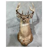 Whitetail Deer Mount Lot 3