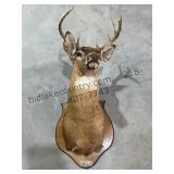 Whitetail Deer Mount Lot 2