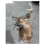Whitetail Deer Mount Lot 1