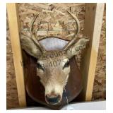 Small Deer Head
