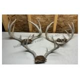 Deer Antlers