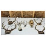 Animal Skulls & Antlers