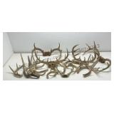 Deer Antlers