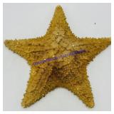 Large Genuine Starfish