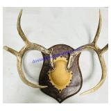 Resin Mounted Real Buck Antlers