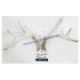 Pair of Deer Antlers