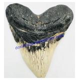Megalodon Tooth Fossil