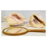 2 Queen Conch Shells and Mirror