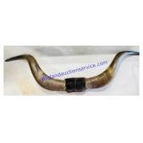 Decorative Mounted  Steer Horns 32' Long