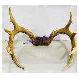 Decorative Mounted Deer Antlers