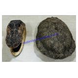 Alligator Head & Turtle Shell