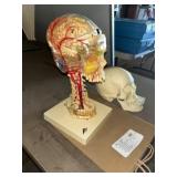 Bone Clone Skull With 3d skull