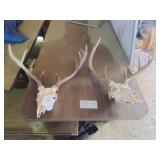 2 Deer Skulls with Antlers