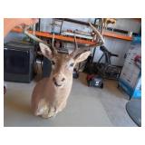 Deer Taxidermy
