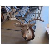 Deer Mount