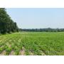 7.24.25 20+/- ACRES OF PRODUCTIVE CROPLAND! 