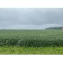 9.30.25 2-STORY HOME, FIXER UPPER & 21+/- ACRES OF CROPLAND & WOODS OFFERED IN 3 TRACTS!