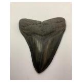 MEGALDON SHARK TOOTH FOUND AT ST. JOHNS RIVER, FL