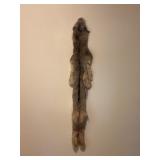 LYNX TANNED HIDE - 55' LONG