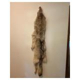 TANNED WOLF HIDE FROM ALASKA - 70' LONG
