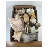 LARGE LOT OF ASSORTED SEA SHELLS