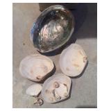 Seashells & Abalone Shell