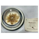 Sand Dried Bitterroot Paperweight