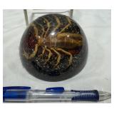 Encased Scorpion Paperweight