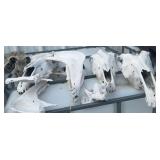 Large Animal Skulls and Bones